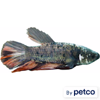 Male Halfmoon King Betta