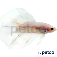 Male Doubletail Betta