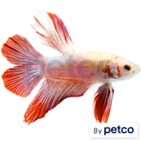 Male Halfmoon Doubletail Plakat Betta