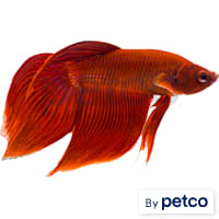 Male Red Veiltail Betta