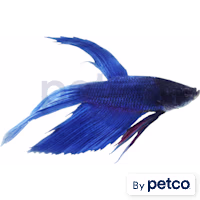 Male Blue Veiltail Betta