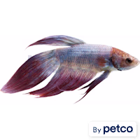 Male Cambodian Veiltail Betta