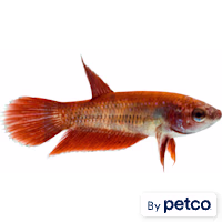 Female Red Veiltail Betta