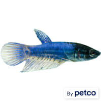 Female Blue Veiltail Betta