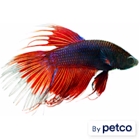 Male Red Crowntail Betta