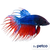 Male Blue Crowntail Betta