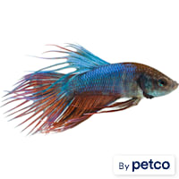 Male Green Crowntail Betta
