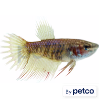Female Red Crowntail Betta