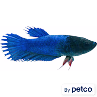 Female Blue Crowntail Betta