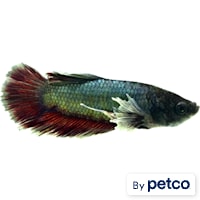 Elephant Ear Halfmoon Plakat Betta