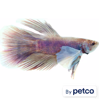 Male Elephant Ear Betta