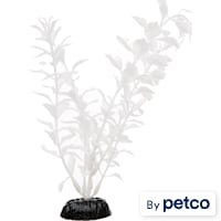 Imagitarium White Midground Ludwigia Aquarium Plant