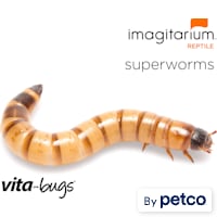 Vita-Bugs Superworms