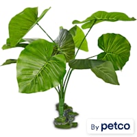 Imagitarium Ficus Terrarium Plant