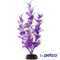 Imagitarium Purple & White Midground Ludwigia Aquarium Plant