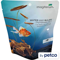 Lily Bulb Pack