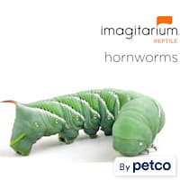 Hornworms