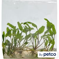 Barclaya longifolia - Tissue Culture Aquarium Plant