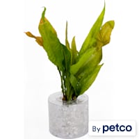 Java Fern "Red" (Microsorum pteropus) - Aquarium Tube Plant