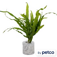 Microsorium pteropus "Trident" - Aquarium Tube Plant