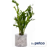 Microsorium pteropus "Windelov" - Aquarium Tube Plant