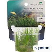 Helanthium tenellum - Tissue Culture Aquarium Plant