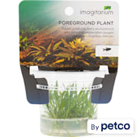 Cryptocoryne parva - Tissue Culture Aquarium Plant