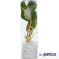 Ozelot Sword (Echinodorus sp. "Ozelot") - Aquarium Tube Plant