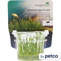 Sagittaria subulata - Tissue Culture Aquarium Plant