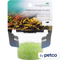 Utricularia graminifolia - Tissue Culture Aquarium Plant