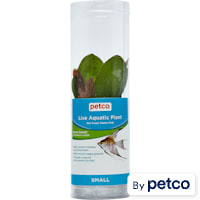 Green Ozelot Sword (Echinodorus ozelot) - Aquarium Tube Plant