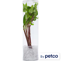 Compacta Sword (Echinodorus sp. "bleheri") - Aquarium Tube Plant