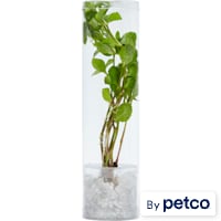 Wisteria (Hygrophila difformis)  - Aquarium Tube Plant
