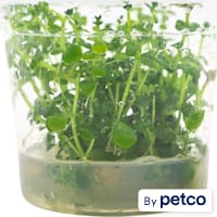 Lindernia rotundifolia - Tissue Culture Aquarium Plant