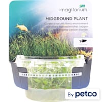 Lobelia cardinalis - Tissue Culture Aquarium Plant