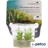 Pogostemon erectus - Tissue Culture Aquarium Plant