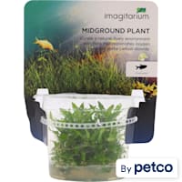 Staurogyne repens - Tissue Culture Aquarium Plant