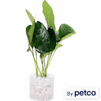 Anubias nana - Aquarium Tube Plant