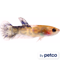 Baby Boy Betta