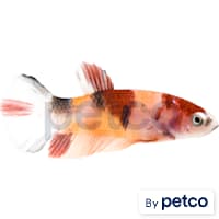 Female Koi Betta