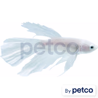 Male White Opal Betta