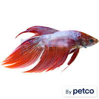 Male Dragonscale Betta
