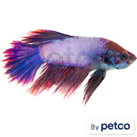 Male Rose Petal Betta