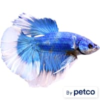Male Butterfly Betta
