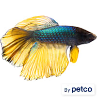 Male Bumblebee Betta