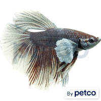 Male Pink Orchid Betta