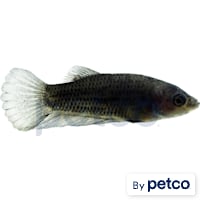 Male Midnight Betta