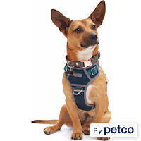 Reddy Canvas Dog Harness