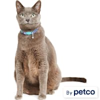 YOULY Iridescent Kitten & Cat Collar