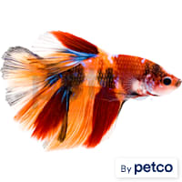 Male Tangerine Koi Betta